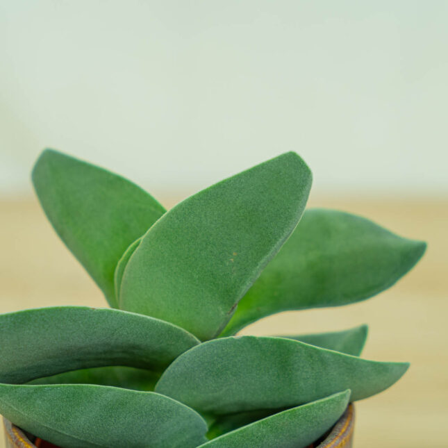 crassula-boomerang crassula-boomerang