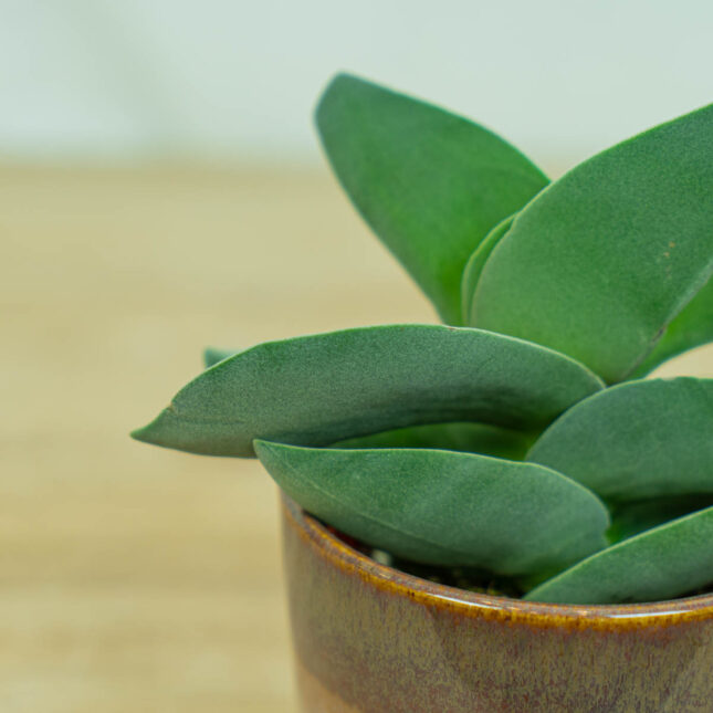 crassula-boomerang crassula-boomerang