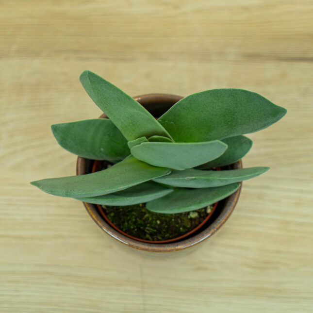 crassula-boomerang crassula-boomerang