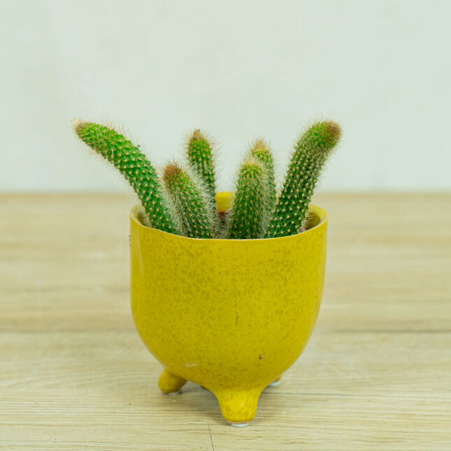 małpie-ogony-kaktus-hildevintera-cactus-monkey-tails