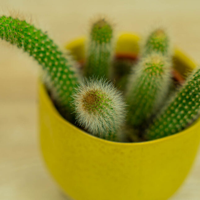 małpie-ogony-kaktus-hildevintera-cactus-monkey-tails małpie-ogony-kaktus-hildevintera-cactus-monkey-tails