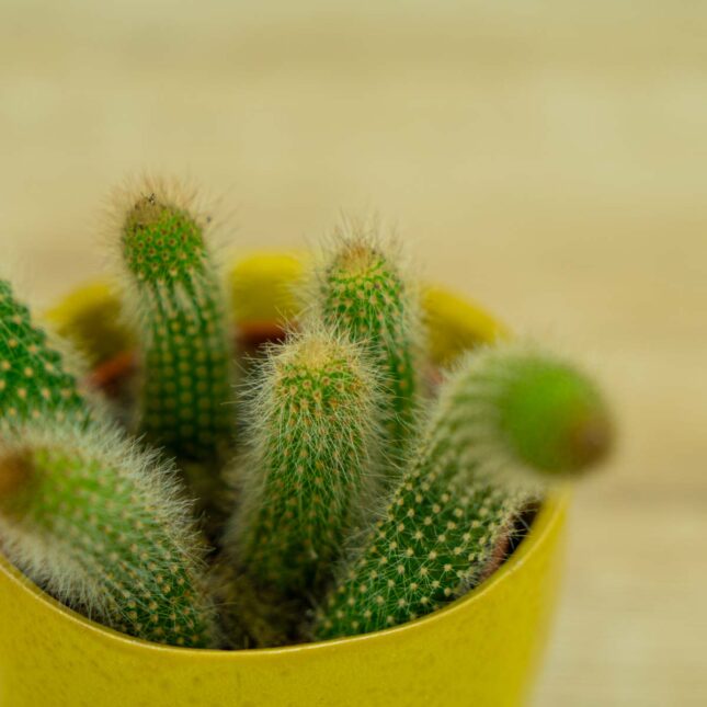 małpie-ogony-kaktus-hildevintera-cactus-monkey-tails małpie-ogony-kaktus-hildevintera-cactus-monkey-tails