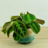 maranta-noid