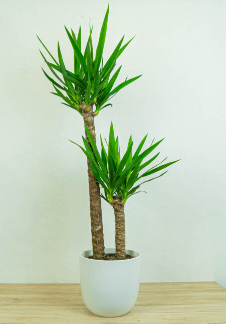 juka-yucca juka-yucca