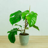 Philodendron squamiferum na drabince