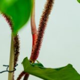 Philodendron squamiferum na drabince