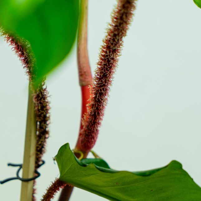 Philodendron squamiferum na drabince Philodendron squamiferum na drabince