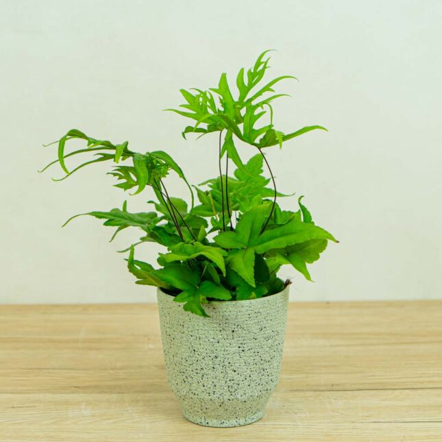 paproc-doryopteris-pedata