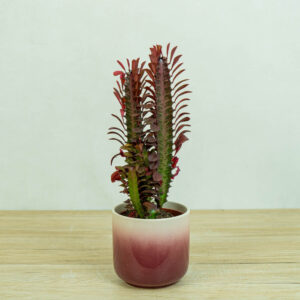 wilczomlecz-trojzebrowy-euphorbia-trigona-rubra
