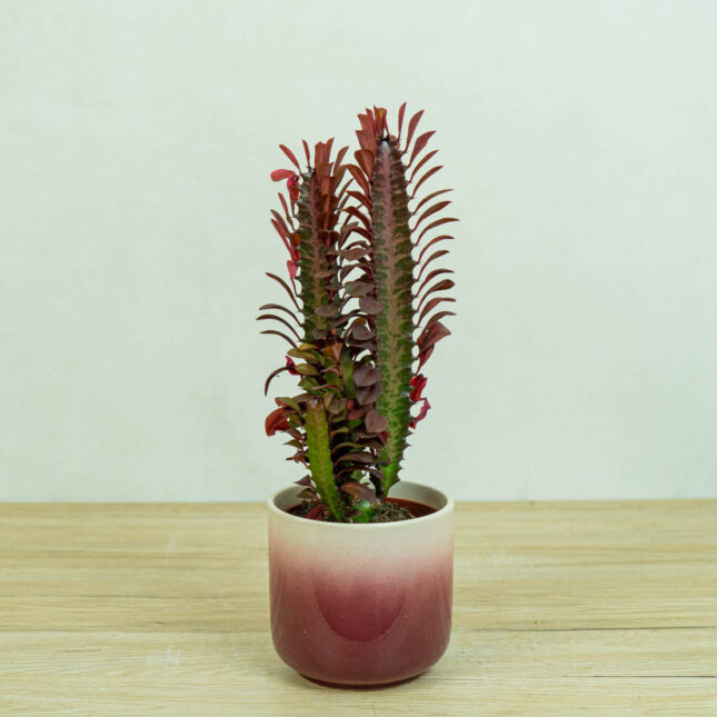 wilczomlecz-trojzebrowy-euphorbia-trigona-rubra wilczomlecz-trojzebrowy-euphorbia-trigona-rubra