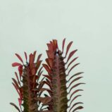 wilczomlecz-trojzebrowy-euphorbia-trigona-rubra