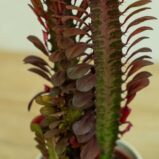 wilczomlecz-trojzebrowy-euphorbia-trigona-rubra