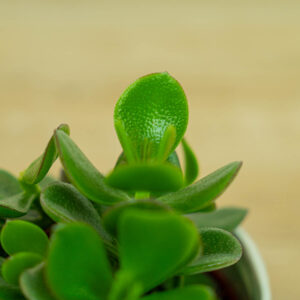 grubosz-hulk-crassula-hulk