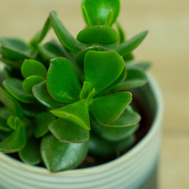 grubosz-hulk-crassula-hulk grubosz-hulk-crassula-hulk