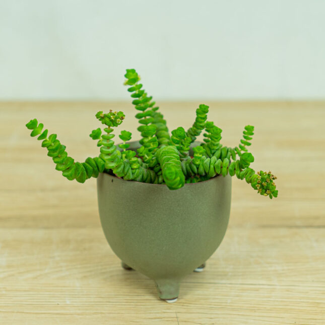 grubosz-hottentot-crassula-marnieriana grubosz-hottentot-crassula-marnieriana