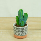 cereus-myrtillocactus-geometrizans