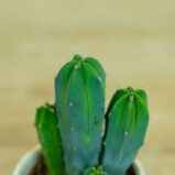 cereus-myrtillocactus-geometrizans