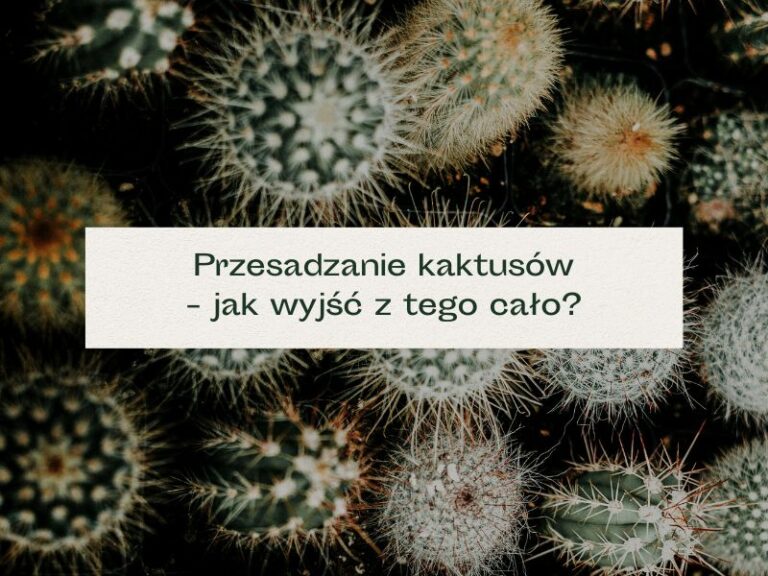 Jak przesadzić kaktusa?