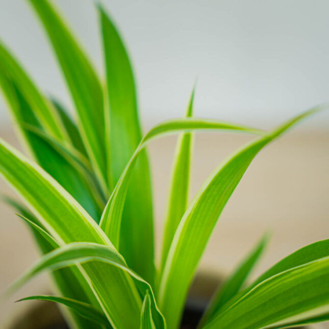 Mała Szklarnia Zielistka-baby-chlorophytum-comosum-irish