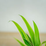 Zielistka-baby-chlorophytum-comosum-irish