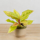 aglaonema-chartreuse-pretty