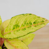 aglaonema-chartreuse-pretty