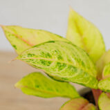 aglaonema-chartreuse-pretty
