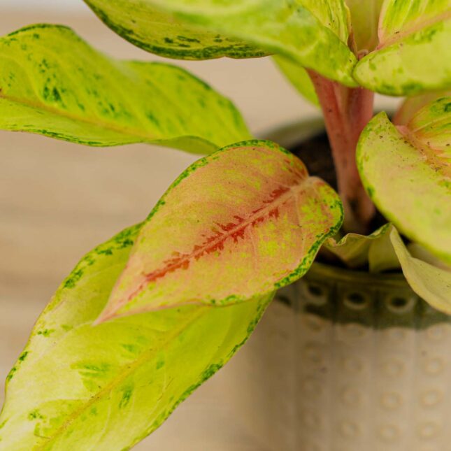 Mała Szklarnia aglaonema-chartreuse-pretty