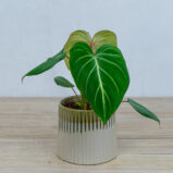 philodendron-gloriosum