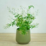 jasmin-jasminum-polyanthum