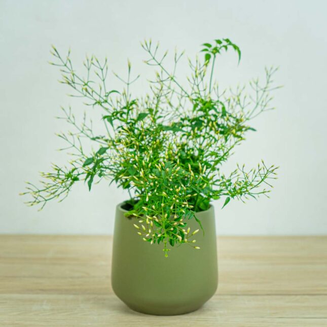 jasmin-jasminum-polyanthum
