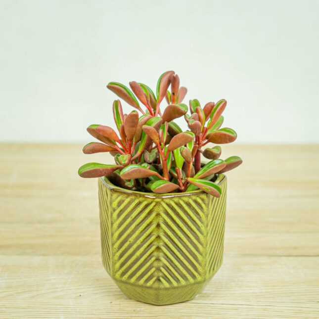 Mała Szklarnia peperomia-graveolens