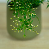 jasmin-jasminum-polyanthum