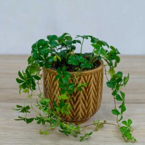 cissus-pasiasty-parthenocissus-striata