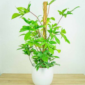 Philodendron pedatum - cała roślina z podporą - palikiem kokosowym