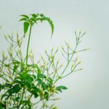 jasmin-jasminum-polyanthum