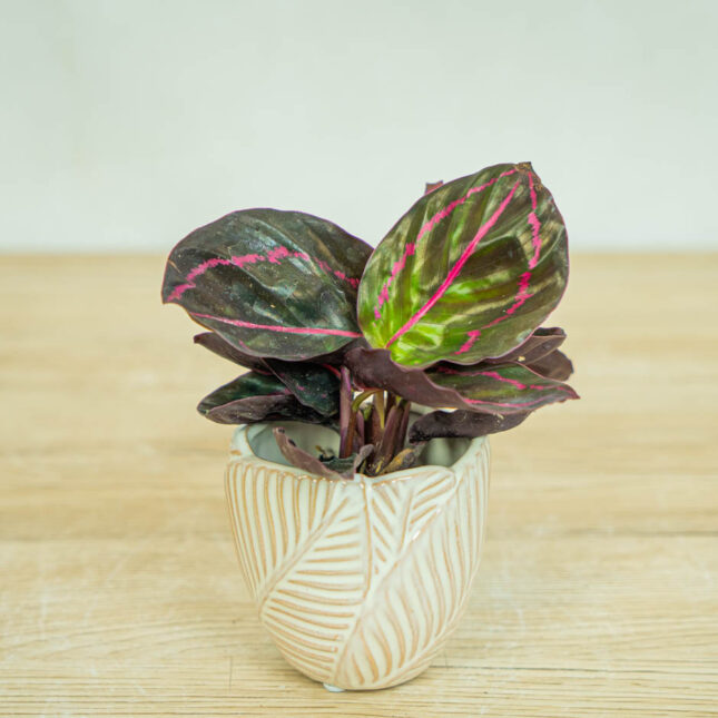 calathea-roseopicta-dottie-baby calathea-roseopicta-dottie-baby