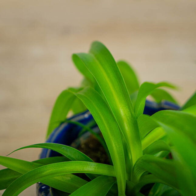 Mała Szklarnia zielistka-green-bonnie-chlorophytum-comosum