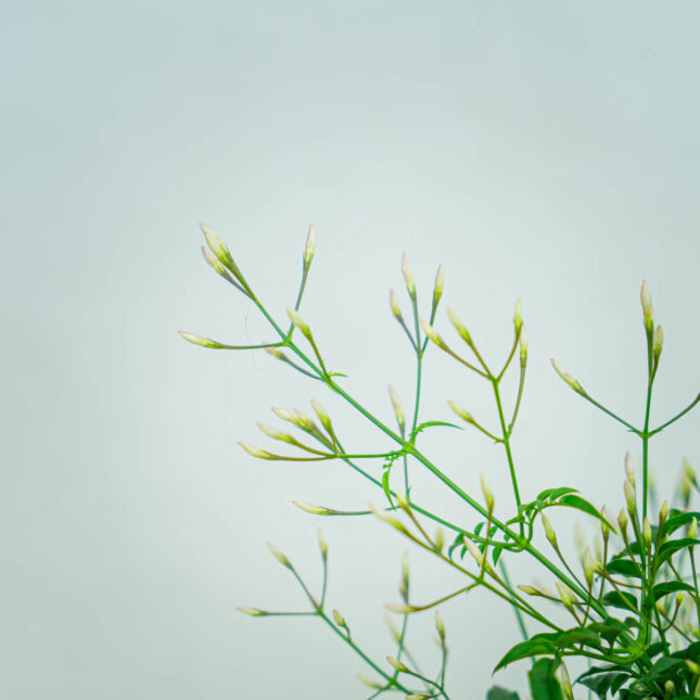 Mała Szklarnia jasmin-jasminum-polyanthum