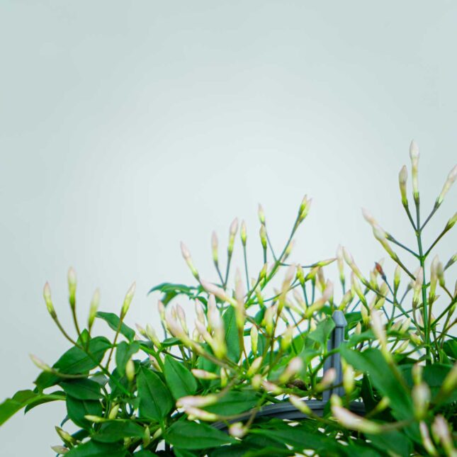jasmin-na-obreczy-jasminum-polyanthum jasmin-na-obreczy-jasminum-polyanthum
