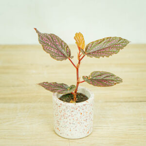 begonia-polka-dot-pink-benigo