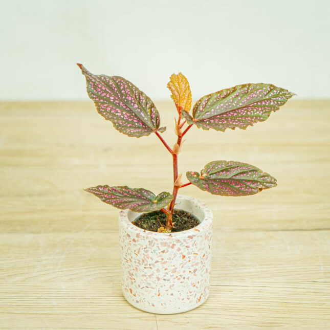 begonia-polka-dot-pink-benigo