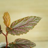 begonia-polka-dot-pink-benigo