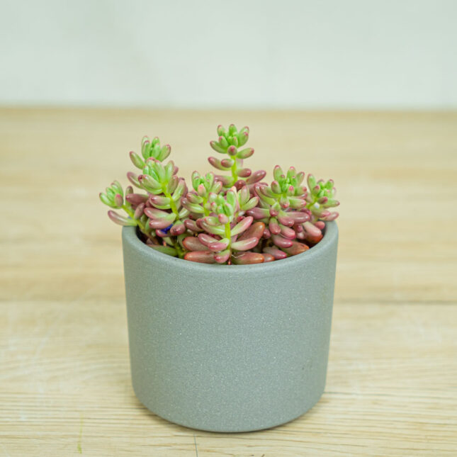 sedum-rubrotinctum-aurora