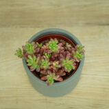 sedum-rubrotinctum-aurora