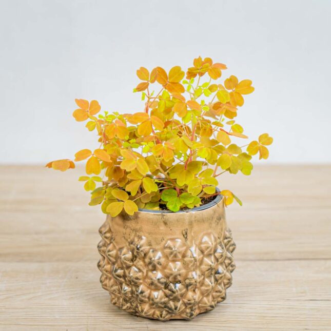 Szczawik-gold-oxalis-vulcanicola