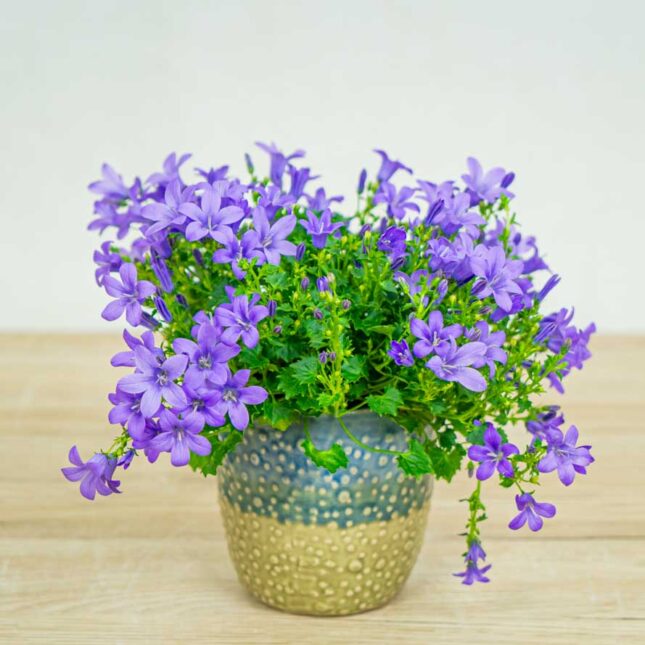 Mała Szklarnia dzwonek-dalmatynski-fioletowy-campanula-portenschlagiana
