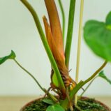 Philodendron-mcDowell