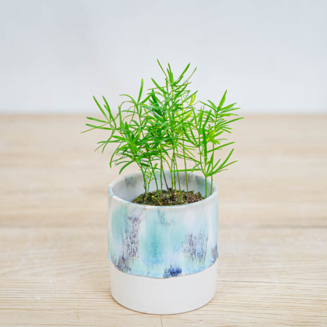 szparag-sprengera-baby-asparagus-densiflorus-sprengeri