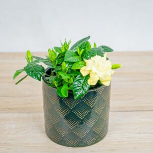 gardenia-jasminowata-gardenia-jasminoides